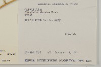 變葉藜藏品圖，第2張