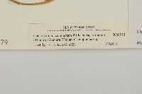 變葉藜藏品圖，第3張