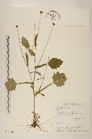 矮菊藏品圖，第1張