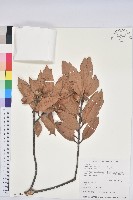 毽子椆藏品圖，第1張