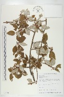 鄧氏胡頹子藏品圖，第1張