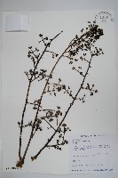 鵲不踏藏品圖，第1張