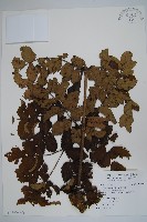 鵲不踏藏品圖，第3張