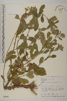 柔毛艾納香藏品圖，第1張