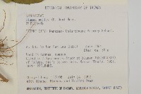 柔毛艾納香藏品圖，第2張