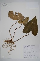 芋葉細辛藏品圖，第1張