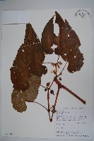 圓果秋海棠藏品圖，第1張