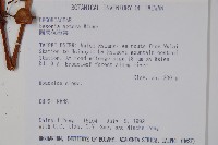 圓果秋海棠藏品圖，第2張