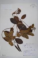 爬森藤藏品圖，第1張