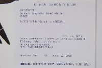 爬森藤藏品圖，第2張