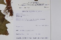 裂葉秋海棠藏品圖，第2張