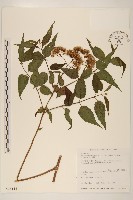 塔山澤蘭藏品圖，第1張