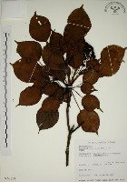 昆欄樹藏品圖，第1張