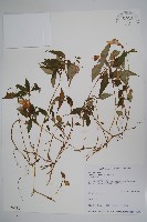 紫花鳳仙花藏品圖，第1張