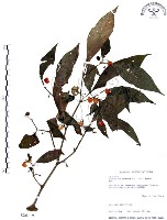 龍珠藏品圖，第1張