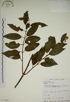 大葉溲疏藏品圖，第1張