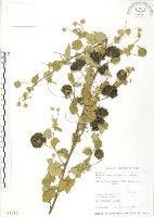 冬葵子藏品圖，第1張