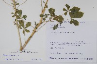 白花菜藏品圖，第2張