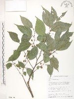 石朴藏品圖，第1張