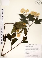 華八仙藏品圖，第1張