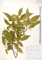 樟葉槭, 飛蛾子樹藏品圖，第1張