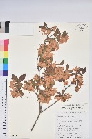 南澳杜鵑藏品圖，第1張