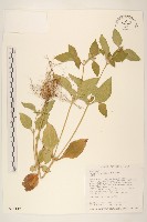 金腰箭藏品圖，第1張