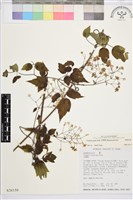 串鼻龍藏品圖，第1張