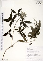 黃荊藏品圖，第1張