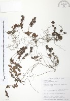 玉山水苦賈藏品圖，第1張