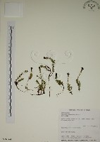 阿里山龍膽藏品圖，第1張