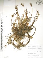 玉山金梅藏品圖，第1張