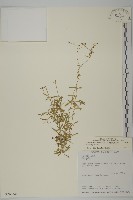 亞毛無心菜藏品圖，第1張