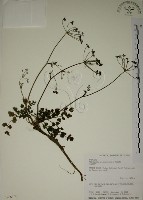 玉山茴香藏品圖，第1張