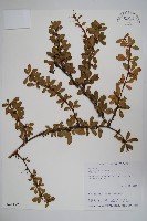 玉山小蘗藏品圖，第1張