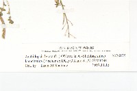 玉山筷子芥藏品圖，第3張