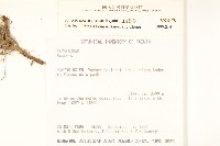 玉山黃菀藏品圖，第2張