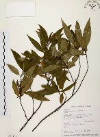 山胡椒藏品圖，第1張