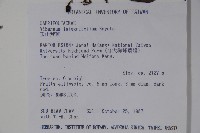 玉山糯米樹、狹葉糯米樹藏品圖，第2張