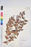 白珠樹藏品圖，第1張