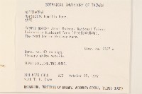 矮菊藏品圖，第2張