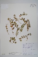 普刺特草藏品圖，第1張