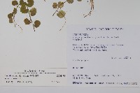 普刺特草藏品圖，第2張