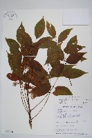 登錄號:S026186藏品圖，第1張