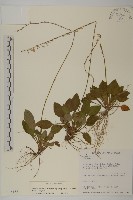 臺灣鬼督郵藏品圖，第1張