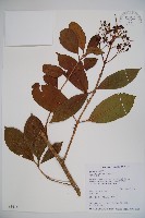 珊瑚樹藏品圖，第1張