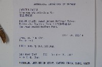 珊瑚樹藏品圖，第2張