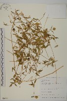 狗筋蔓藏品圖，第1張