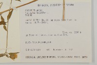 狗筋蔓藏品圖，第2張