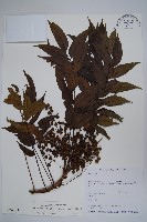 木蠟樹、山漆藏品圖，第1張